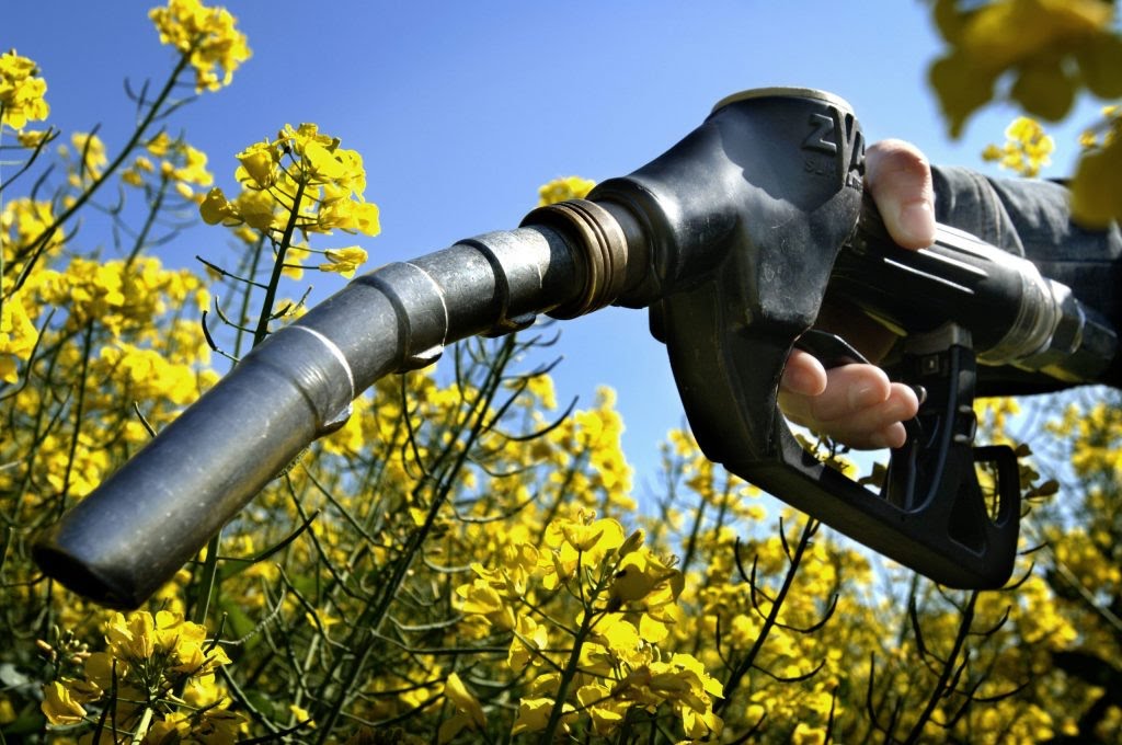 Here are some facts about biofuel